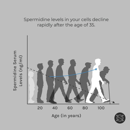 Graph showing decline in spermidine serum levels with age, emphasizing benefits of supplementation.