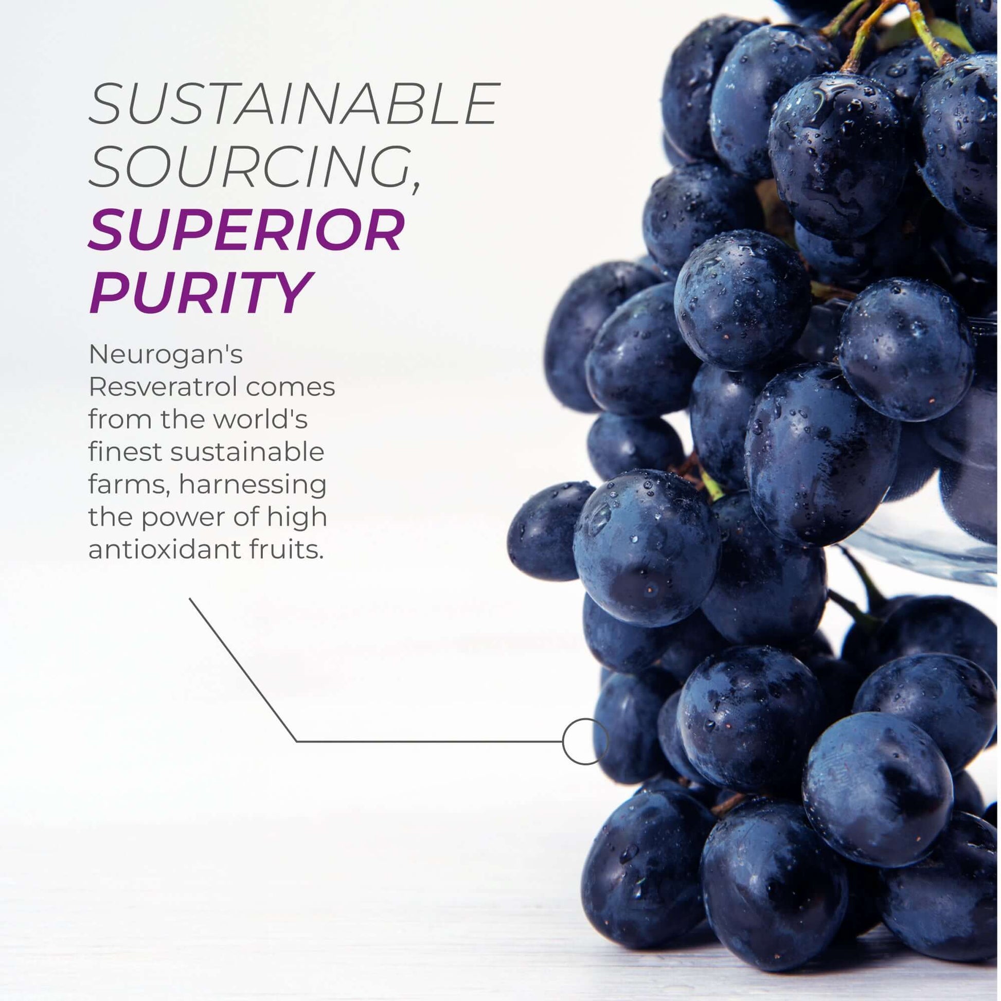 Fresh grapes illustrating sustainable sourcing and superior purity in Neurogan's Resveratrol.