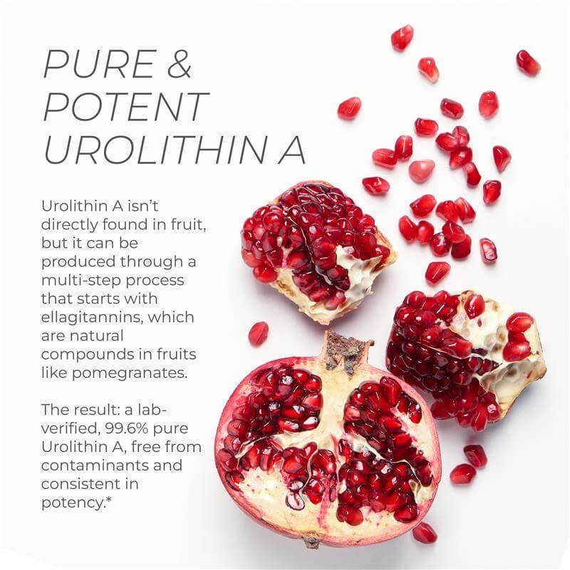 Pomegranate image with description of Urolithin A production from ellagitannins in fruit.