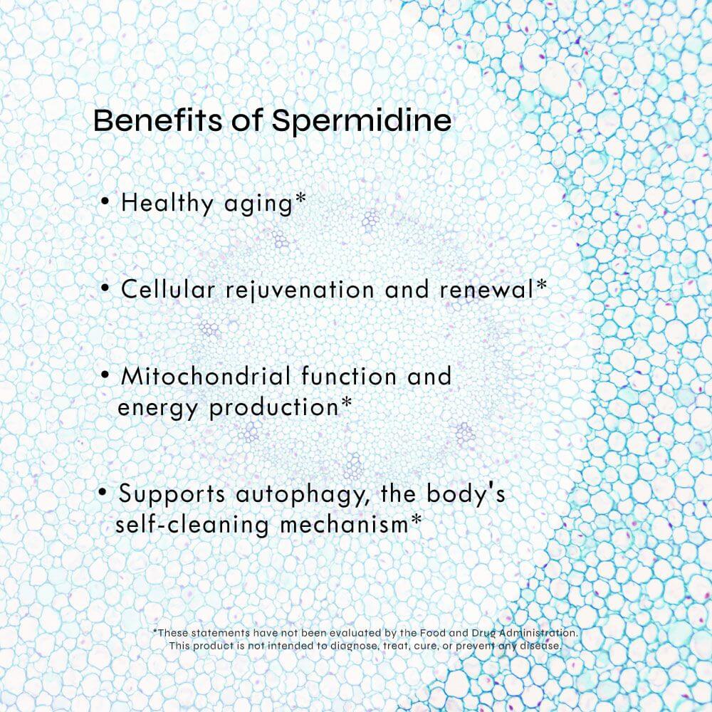 Benefits of Spermidine: healthy aging*, cellular rejuvenation*, mitochondrial function*, and autophagy support*.